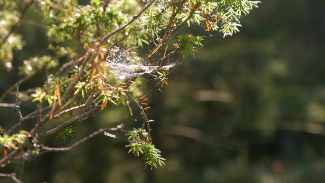詳情圖-陽光燦爛地照在芬蘭的綠色植物上。模糊background.close-up
