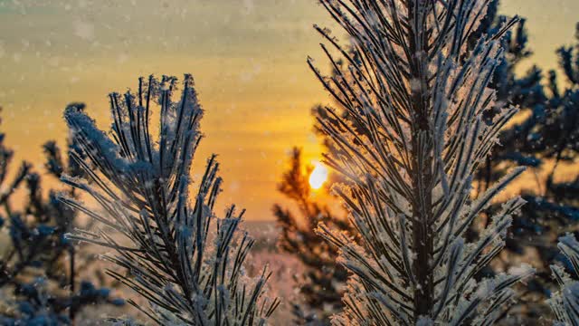 雪花飘落自然森林树木景观白色阳光冬日心情。光和明亮的雪寒冷的时间，视频循环，cinemagraph。视频循环