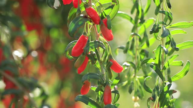 陽光花園里的枸杞果實