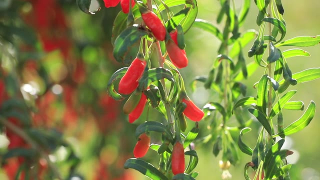 詳情圖-陽(yáng)光花園里的枸杞果實(shí)