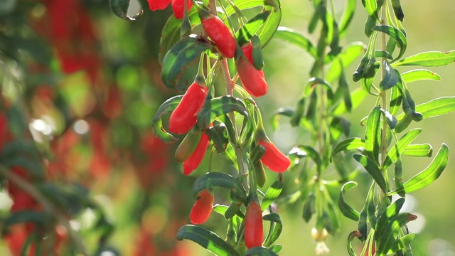 詳情圖-陽(yáng)光花園里的枸杞果實(shí)