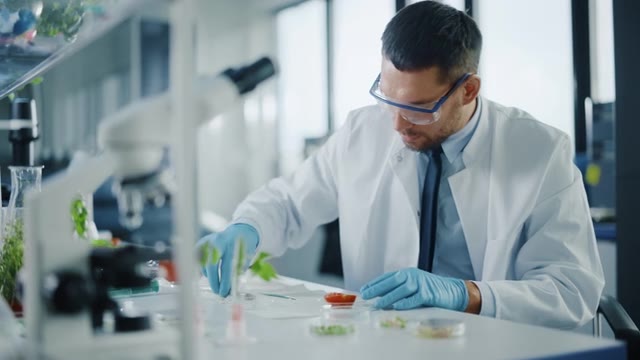 詳情圖-穿著安全眼鏡的英俊男性微生物學(xué)家，用鑷子檢查西紅柿的種子腔，并將樣本放入盤中。在現(xiàn)代食品科學(xué)實驗室工作的醫(yī)學(xué)科學(xué)家。
