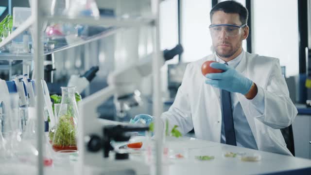 男性微生物学家在安全眼镜添加生物营养补充剂，维生素和矿物质从注射器到番茄。在现代食品科学实验室工作的医学科学家。