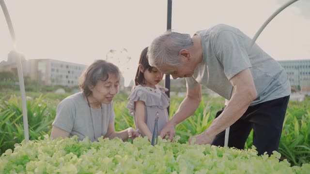 亚洲农民爷爷和奶奶和可爱的女孩坐在一起收割，在农田里挑选农产品