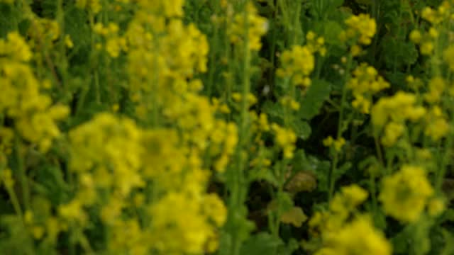 油菜开花。摇上。