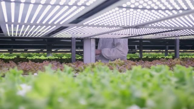 详情图-农业技术专家检查LED照明的活莴苣