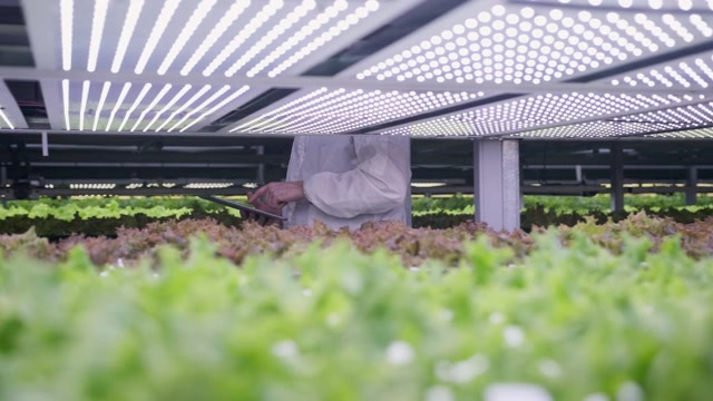 详情图-农业技术专家检查LED照明的活莴苣