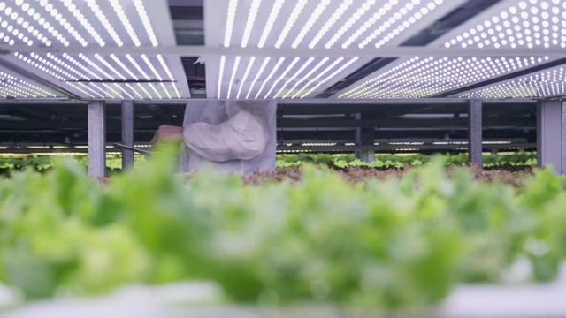 详情图-农业技术专家检查LED照明的活莴苣