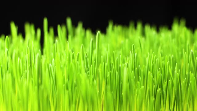 植物从土壤中生长-开始新生命，麦田，草地，谷物种植作物，园艺农业食品