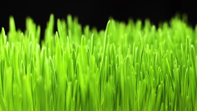 詳情圖-植物從土壤中生長(zhǎng)-開(kāi)始新生命，麥田，草地，谷物種植作物，園藝農(nóng)業(yè)食品