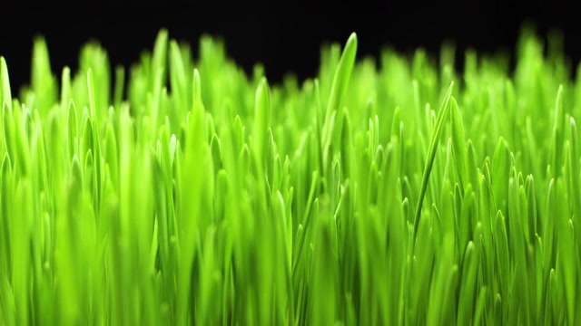 詳情圖-植物從土壤中生長(zhǎng)-開(kāi)始新生命，麥田，草地，谷物種植作物，園藝農(nóng)業(yè)食品