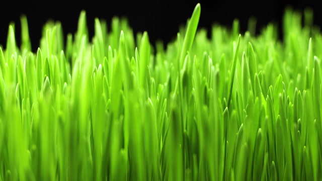 詳情圖-植物從土壤中生長(zhǎng)-開(kāi)始新生命，麥田，草地，谷物種植作物，園藝農(nóng)業(yè)食品