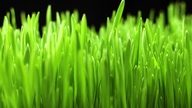 詳情圖-植物從土壤中生長(zhǎng)-開(kāi)始新生命，麥田，草地，谷物種植作物，園藝農(nóng)業(yè)食品