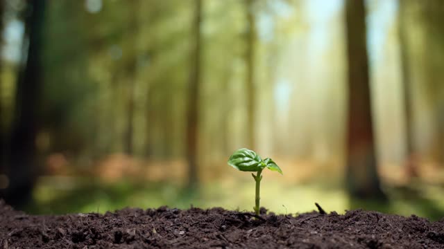 在大田种植园种植植物的过程中，农民将种子种在黑色肥沃的土壤内，以便在阳光下进一步生长。拯救地球上的绿色植物资源，是全球严重干旱导致植物灭绝的问题