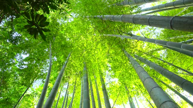 竹子生长，从下面看