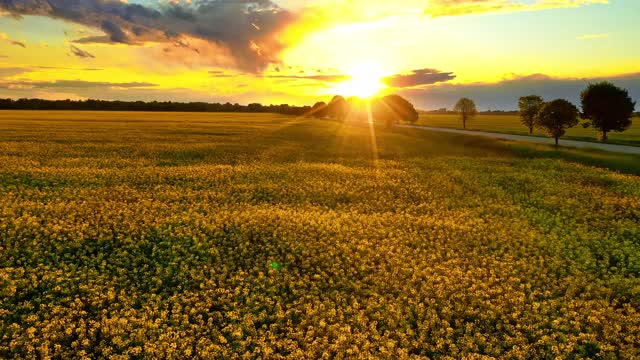 夕阳下乡间小路旁的油菜田