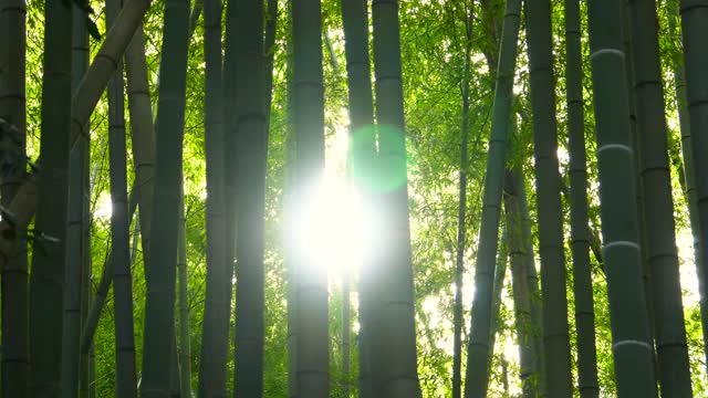 竹林。日光。