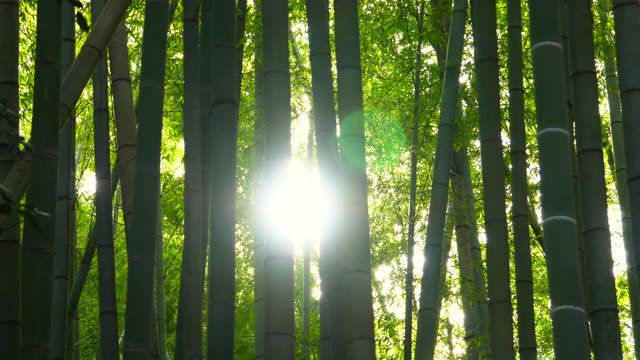 詳情圖-竹林。日光。