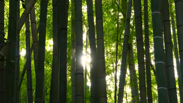詳情圖-竹林。日光。