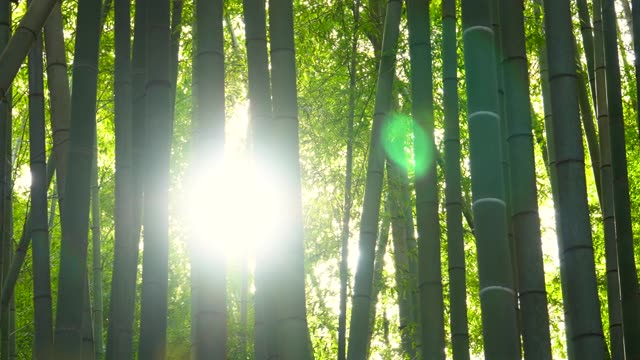 详情图-竹林。日光。