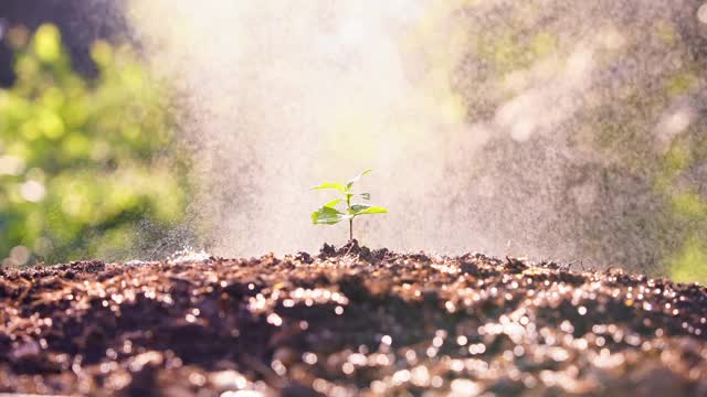 阳光下生长的幼苗。新苗咖啡树的种植以雨或浇水为背景概念