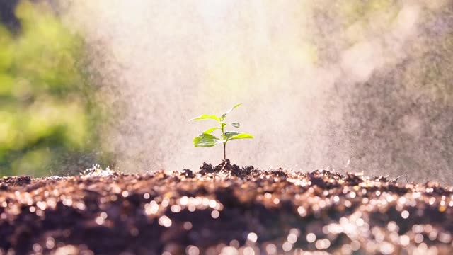 詳情圖-陽光下生長的幼苗。新苗咖啡樹的種植以雨或澆水為背景概念