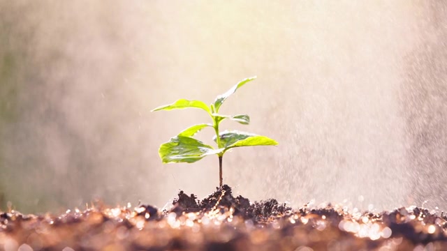 詳情圖-陽光下生長的幼苗。新苗咖啡樹的種植以雨或澆水為背景概念