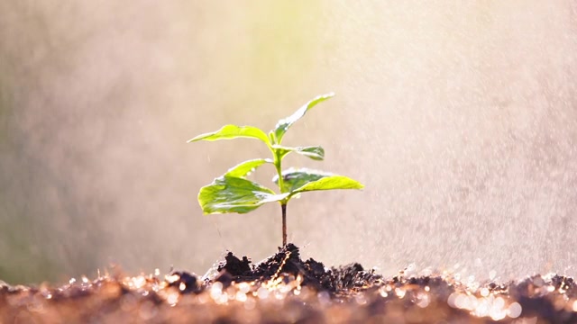 詳情圖-陽光下生長的幼苗。新苗咖啡樹的種植以雨或澆水為背景概念