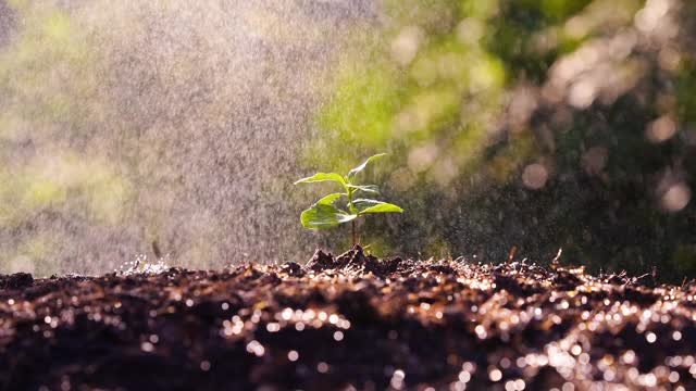 阳光下生长的幼苗。新苗咖啡树的种植以雨或浇水为背景概念