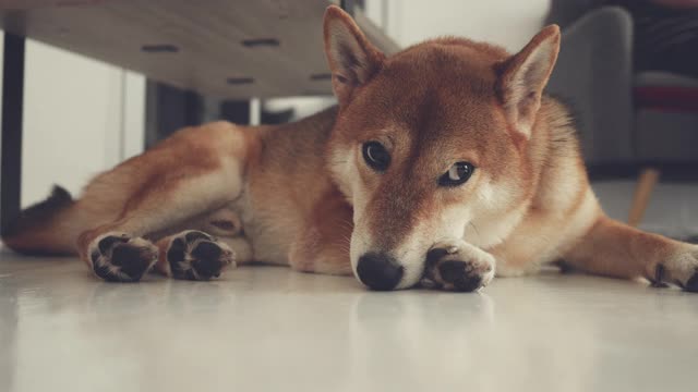 日本柴犬:在客厅打盹