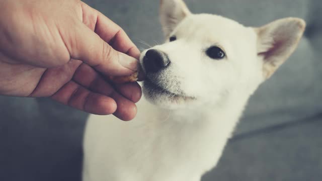 柴犬狗的故事