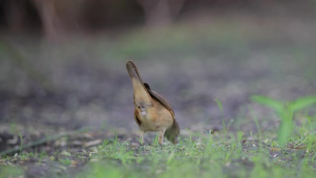 成年东方苇莺