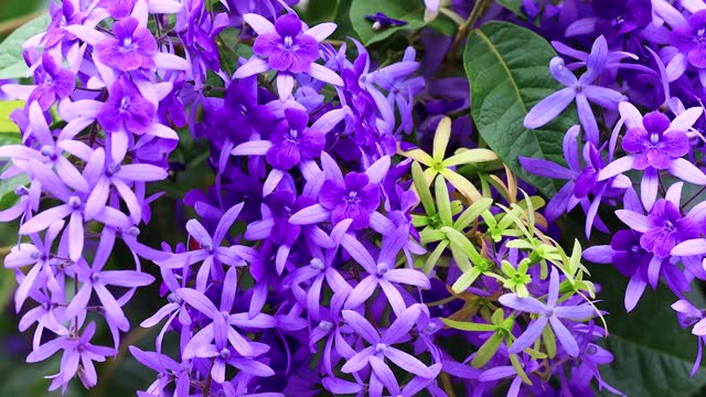 詳情圖-花園里的紫羅蘭花瓣隨風(fēng)飄動。
