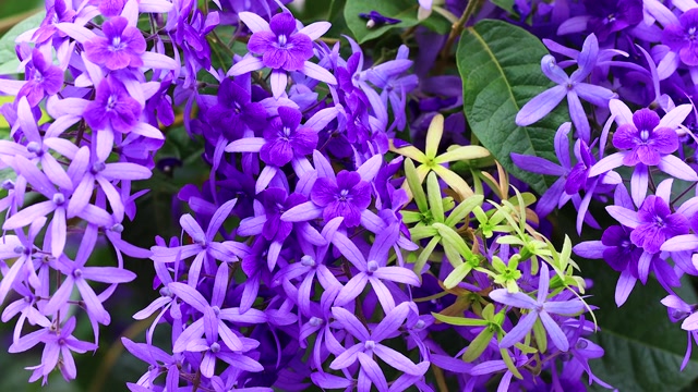 詳情圖-花園里的紫羅蘭花瓣隨風(fēng)飄動。