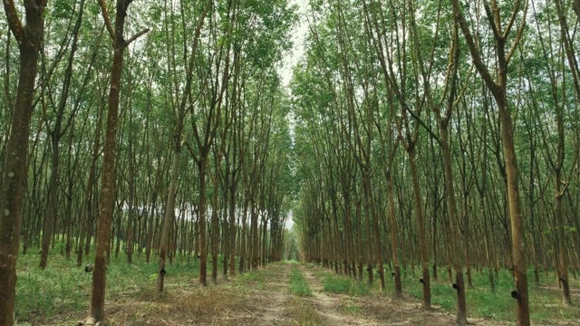 詳情圖-橡膠樹在綠色的田野。樹木枝葉美麗的自然景觀配以樹木的透視。