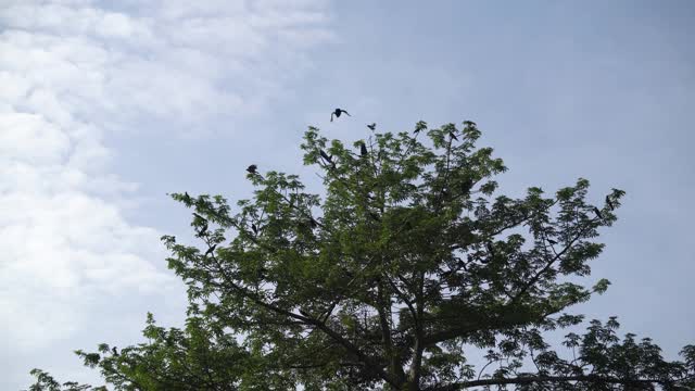 乌鸦飞离绿树。