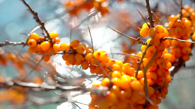 詳情圖-沙棘束近樹