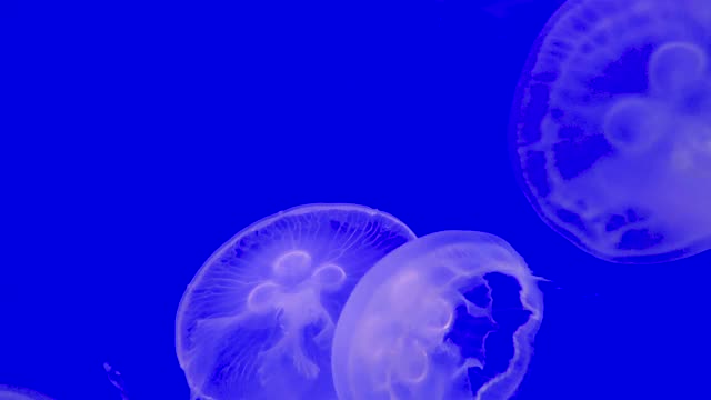 水族馆里五颜六色的月亮水母