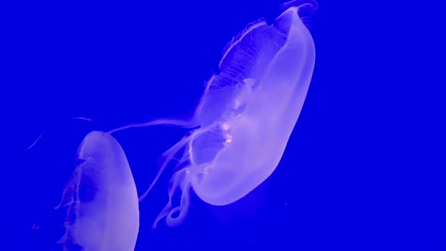 水族馆里五颜六色的月亮水母