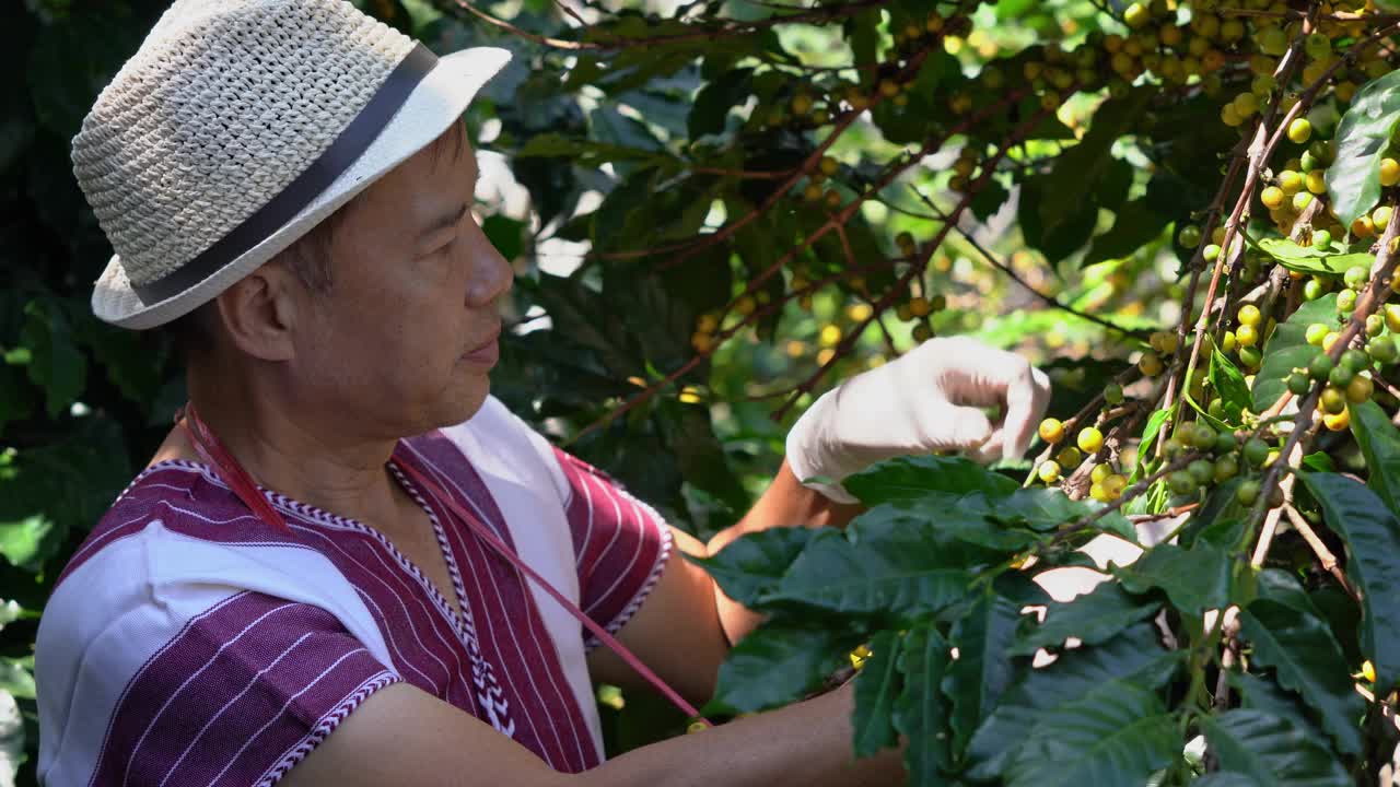 黄色新鲜成熟的树枝阿拉比卡或罗布斯塔有机咖啡浆果和豆树上。作物果实的季节。咖啡种植园农家收获田背景概念。