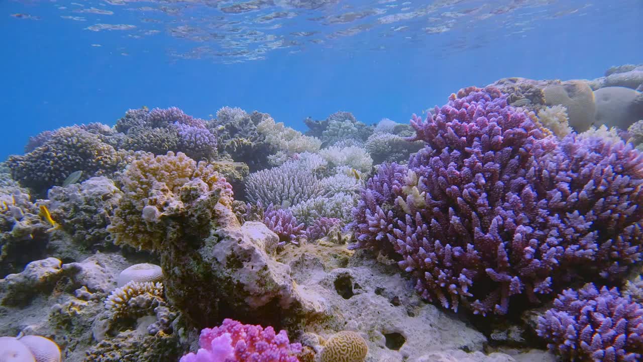 埃及马萨阿拉姆，红海美丽珊瑚礁上的海洋生物