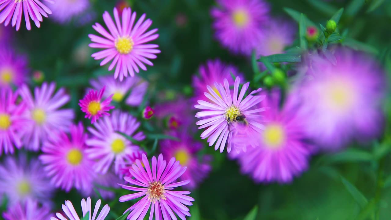 詳情圖-野雛菊與蜜蜂