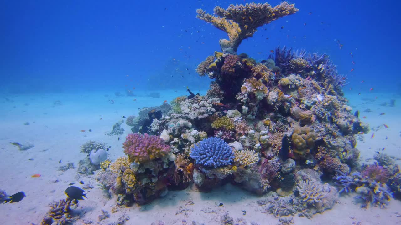 在美丽的珊瑚礁和许多热带鱼水下潜水红海-拉哈米湾/马萨阿拉姆