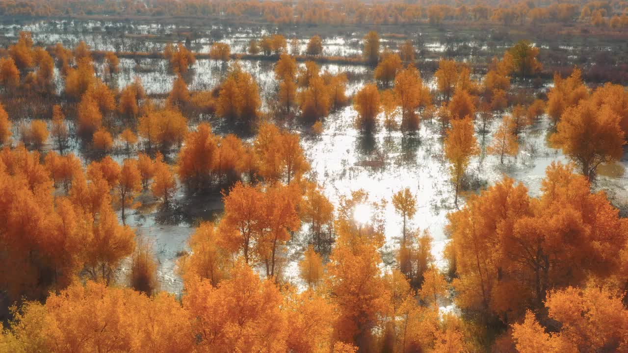 沙漠中隐藏着大片湿地，湿地上长满了胡杨林