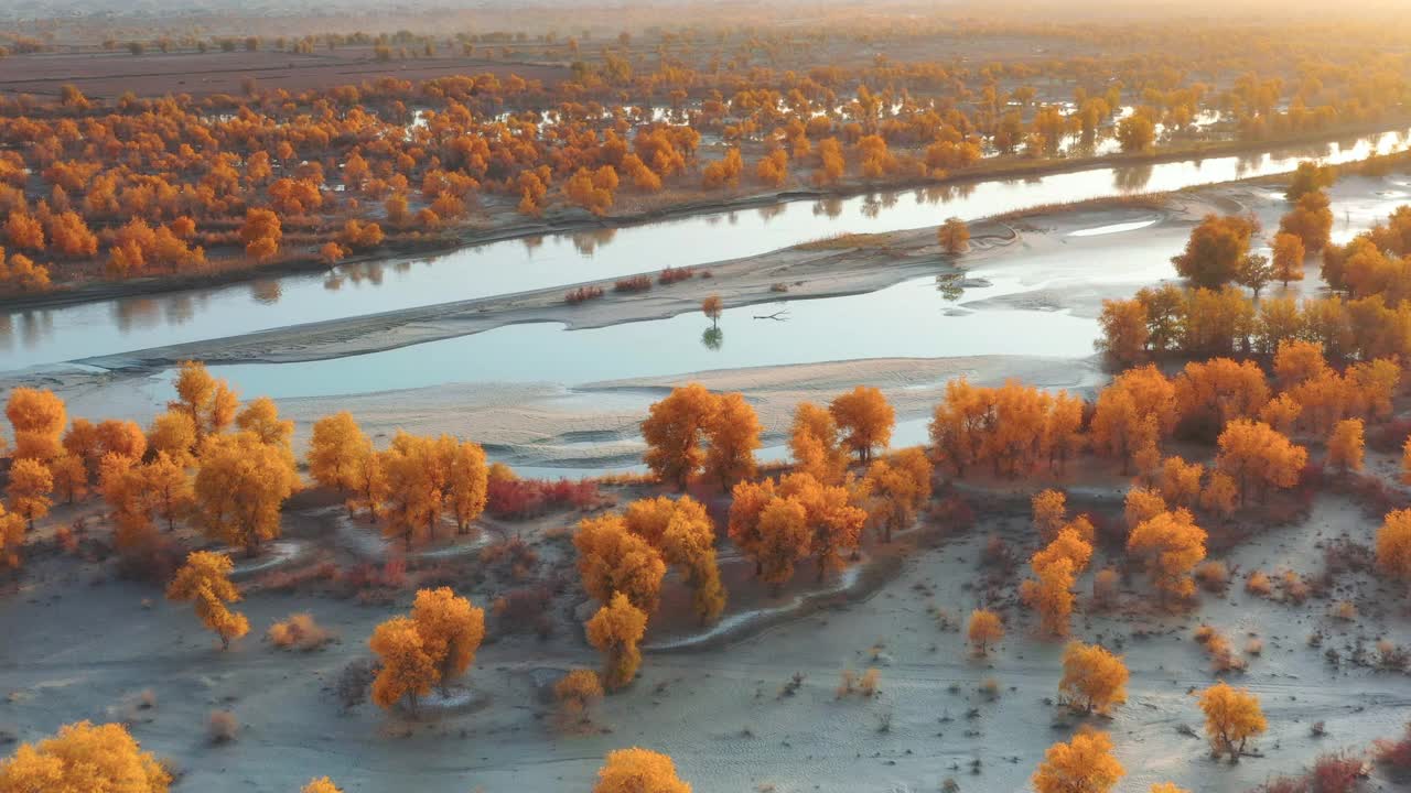 一株胡杨孤零零地生长在塔里木湿地的湖中央