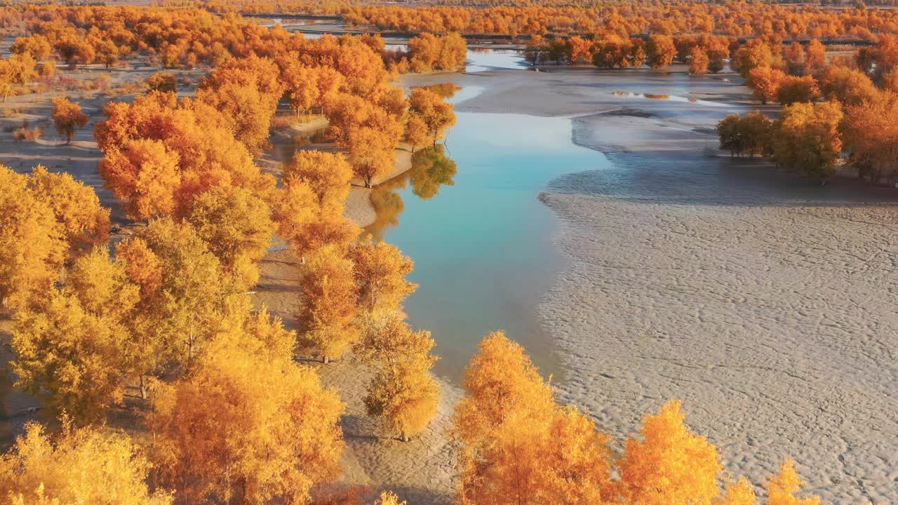 一株胡杨孤零零地生长在塔里木湿地的湖中央