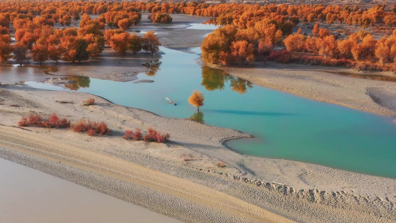 一株胡杨孤零零地生长在塔里木湿地的湖中央