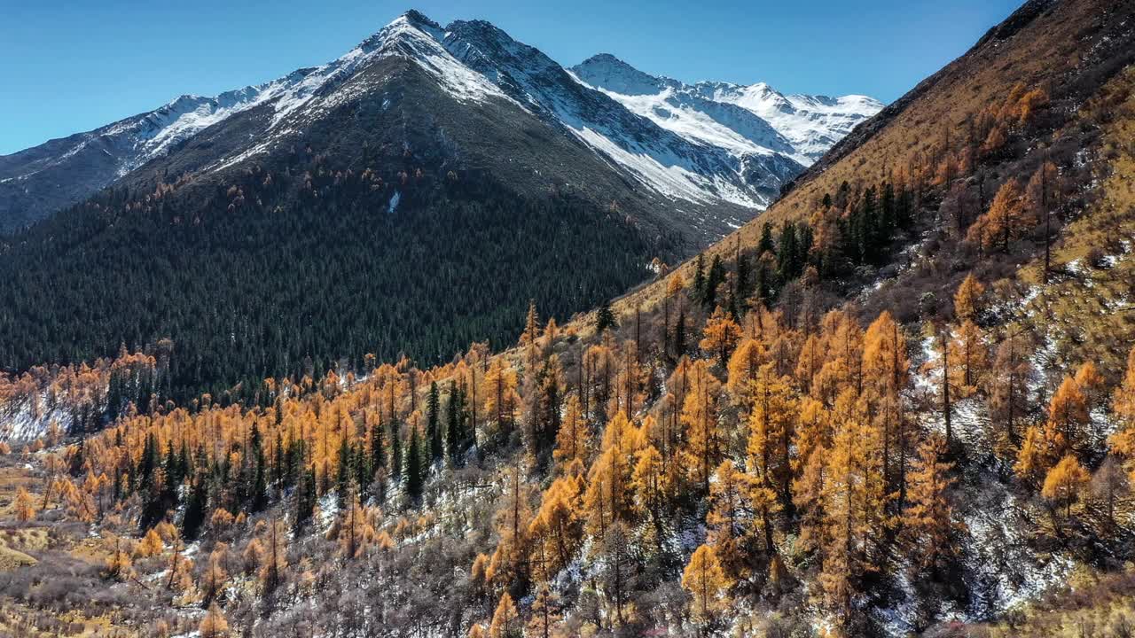 雪山脚下的森林被秋天染成了色彩