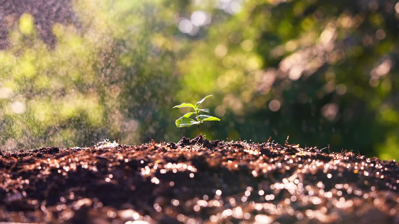 阳光下生长的幼苗。咖啡树的新芽在种植园的田地里。