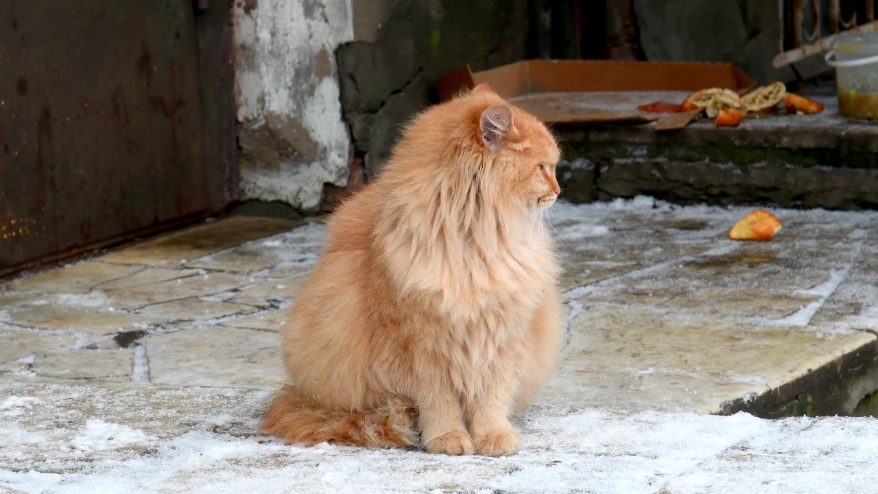 详情图-一只红猫的眼睛。